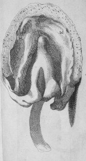 Bridges, Jeremiah, 'No Foot, No Horse: An Essay on the Anatomy of the Foot of that Noble and Useful Animal A Horse...' (1752)