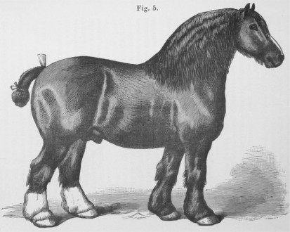 ‘The Veterinarian’ Vol 57 Issue 7 – July 1884