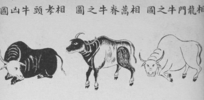 Unknown, [Chinese Manual of Veterinary Practice], [1913]