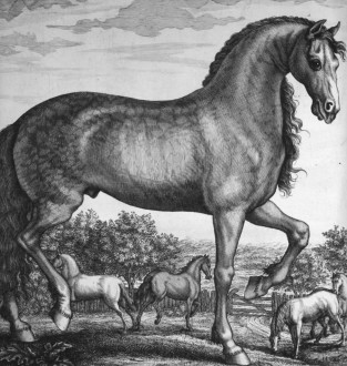 Snape, Andrew - "The Anatomy of an Horse" Book 1 (1683)
